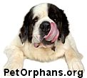 Pet Orphans